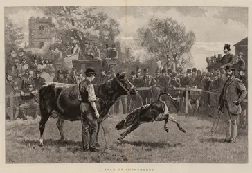 Shorthornsien myynti